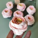 Ранункулюс и бутон на стебле